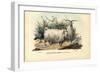 Merino Sheep, 1863-79-Raimundo Petraroja-Framed Giclee Print