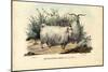 Merino Sheep, 1863-79-Raimundo Petraroja-Mounted Giclee Print