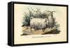 Merino Sheep, 1863-79-Raimundo Petraroja-Framed Stretched Canvas