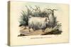 Merino Sheep, 1863-79-Raimundo Petraroja-Stretched Canvas