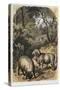 Merino Sheep, C1860-null-Stretched Canvas