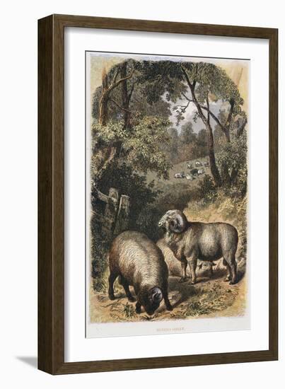 Merino Sheep, C1860-null-Framed Giclee Print