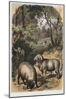 Merino Sheep, C1860-null-Mounted Giclee Print