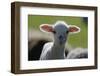 Merino Sheep, Lamb, Close-Up-Ronald Wittek-Framed Photographic Print