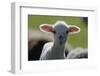 Merino Sheep, Lamb, Close-Up-Ronald Wittek-Framed Photographic Print