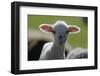 Merino Sheep, Lamb, Close-Up-Ronald Wittek-Framed Premium Photographic Print