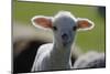 Merino Sheep, Lamb, Close-Up-Ronald Wittek-Mounted Premium Photographic Print
