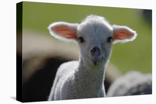 Merino Sheep, Lamb, Close-Up-Ronald Wittek-Stretched Canvas