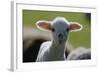 Merino Sheep, Lamb, Close-Up-Ronald Wittek-Framed Photographic Print