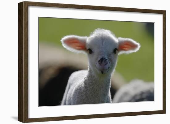 Merino Sheep, Lamb, Close-Up-Ronald Wittek-Framed Photographic Print