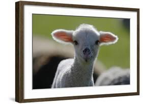 Merino Sheep, Lamb, Close-Up-Ronald Wittek-Framed Photographic Print