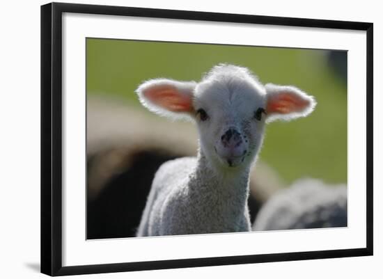 Merino Sheep, Lamb, Close-Up-Ronald Wittek-Framed Photographic Print