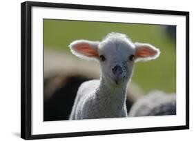 Merino Sheep, Lamb, Close-Up-Ronald Wittek-Framed Photographic Print