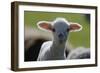 Merino Sheep, Lamb, Close-Up-Ronald Wittek-Framed Photographic Print