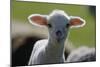Merino Sheep, Lamb, Close-Up-Ronald Wittek-Mounted Photographic Print