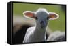 Merino Sheep, Lamb, Close-Up-Ronald Wittek-Framed Stretched Canvas