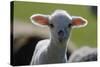 Merino Sheep, Lamb, Close-Up-Ronald Wittek-Stretched Canvas