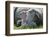 Merino Sheeps, Lamb, Dam, Meadow, Lie-Ronald Wittek-Framed Premium Photographic Print