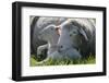Merino Sheeps, Lamb, Dam, Meadow, Lie-Ronald Wittek-Framed Premium Photographic Print