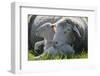 Merino Sheeps, Lamb, Dam, Meadow, Lie-Ronald Wittek-Framed Premium Photographic Print
