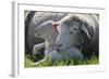 Merino Sheeps, Lamb, Dam, Meadow, Lie-Ronald Wittek-Framed Photographic Print