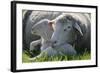 Merino Sheeps, Lamb, Dam, Meadow, Lie-Ronald Wittek-Framed Photographic Print