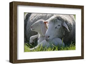 Merino Sheeps, Lamb, Dam, Meadow, Lie-Ronald Wittek-Framed Photographic Print