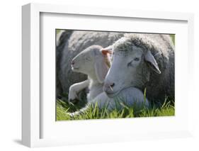 Merino Sheeps, Lamb, Dam, Meadow, Lie-Ronald Wittek-Framed Photographic Print