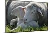 Merino Sheeps, Lamb, Dam, Meadow, Lie-Ronald Wittek-Mounted Photographic Print