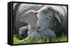 Merino Sheeps, Lamb, Dam, Meadow, Lie-Ronald Wittek-Framed Stretched Canvas