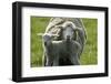 Merino Sheeps, Lamb, Dam-Ronald Wittek-Framed Premium Photographic Print