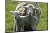 Merino Sheeps, Lamb, Dam-Ronald Wittek-Mounted Premium Photographic Print