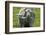 Merino Sheeps, Lamb, Dam-Ronald Wittek-Framed Photographic Print