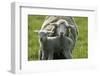 Merino Sheeps, Lamb, Dam-Ronald Wittek-Framed Photographic Print