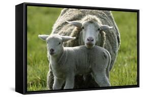 Merino Sheeps, Lamb, Dam-Ronald Wittek-Framed Stretched Canvas
