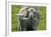 Merino Sheeps, Lamb, Dam-Ronald Wittek-Framed Photographic Print