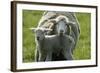 Merino Sheeps, Lamb, Dam-Ronald Wittek-Framed Photographic Print