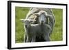 Merino Sheeps, Lamb, Dam-Ronald Wittek-Framed Photographic Print