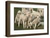 Merino Sheeps, Lambs-Ronald Wittek-Framed Photographic Print