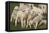Merino Sheeps, Lambs-Ronald Wittek-Framed Stretched Canvas