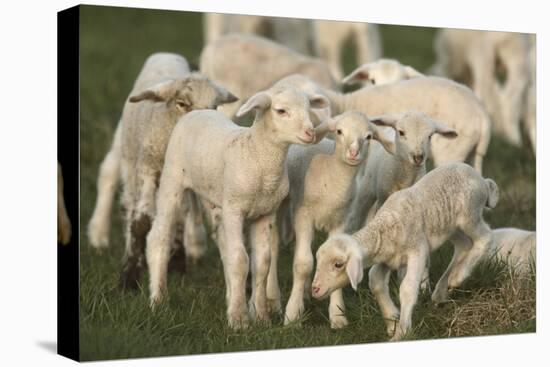 Merino Sheeps, Lambs-Ronald Wittek-Stretched Canvas