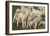 Merino Sheeps, Lambs-Ronald Wittek-Framed Photographic Print