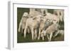 Merino Sheeps, Lambs-Ronald Wittek-Framed Photographic Print