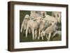 Merino Sheeps, Lambs-Ronald Wittek-Framed Premium Photographic Print