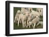 Merino Sheeps, Lambs-Ronald Wittek-Framed Premium Photographic Print