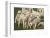 Merino Sheeps, Lambs-Ronald Wittek-Framed Premium Photographic Print