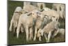 Merino Sheeps, Lambs-Ronald Wittek-Mounted Premium Photographic Print