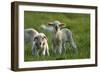 Merino Sheeps, Lambs-Ronald Wittek-Framed Photographic Print