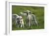 Merino Sheeps, Lambs-Ronald Wittek-Framed Photographic Print