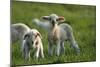 Merino Sheeps, Lambs-Ronald Wittek-Mounted Photographic Print